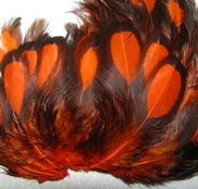 ������� ���� Hen feathers BLW ���������